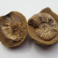 ammonites-1312298_640